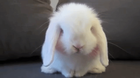white-baby-rabbit-sniffing-its-nose